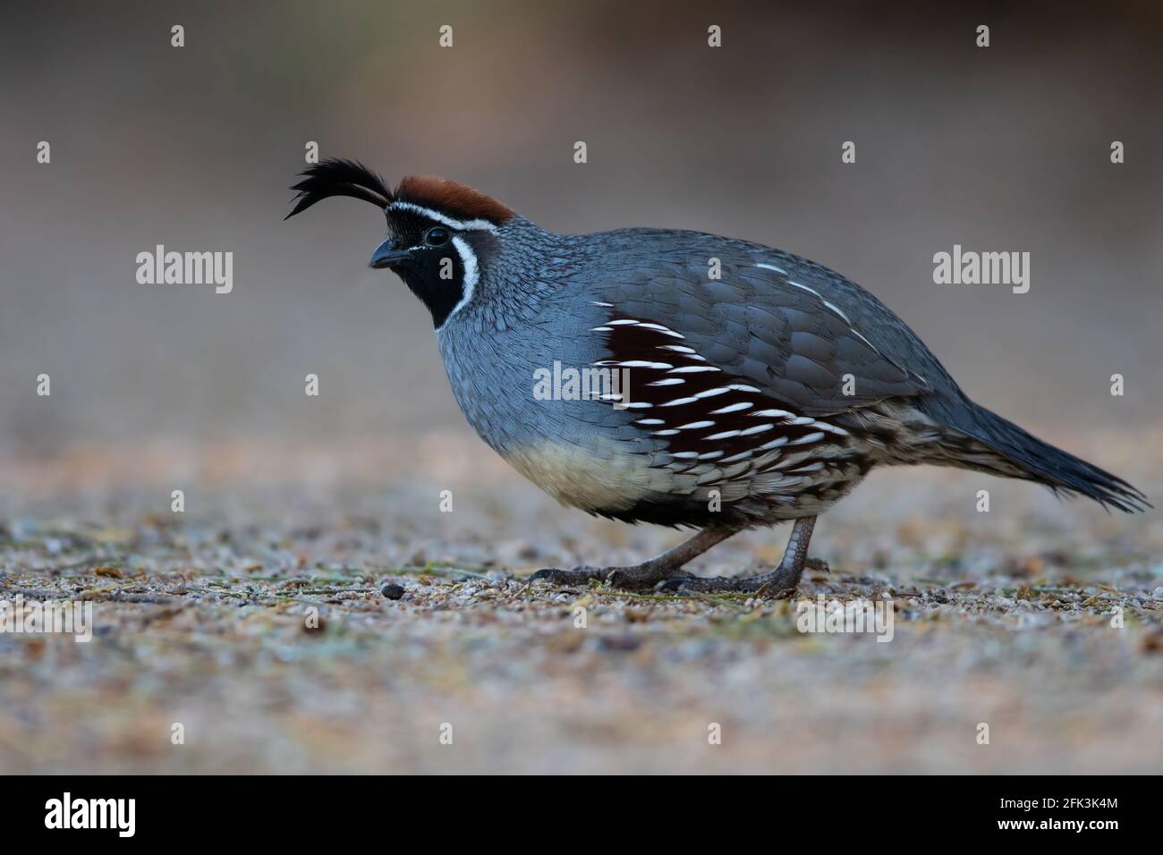 Gambel's Quail (Callipepla gambelii) adult perched on the ground Stock Photo