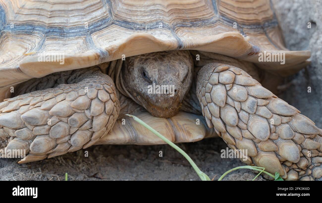 Close up shot of desert tortoise (Gopherus agassizii and Gopherus morafkai), also known as desert turtles. Selective focus Stock Photo