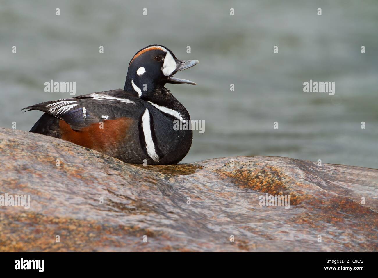 Harlequin Duck (Histrionicus histrionicus) adult male perched on rocks near water Stock Photo