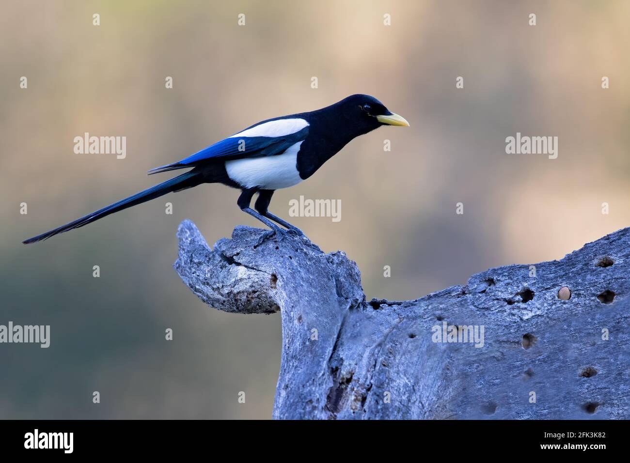 Yellow-billed Magpie (Pica nutalli) adult perched on a branch Stock Photo