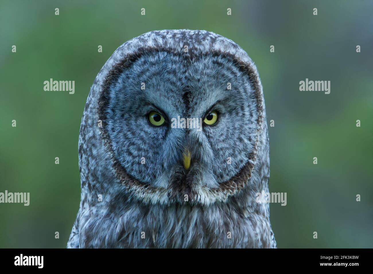 Great Gray Owl (Strix nebulosa) perched in the forest and close-up Stock Photo