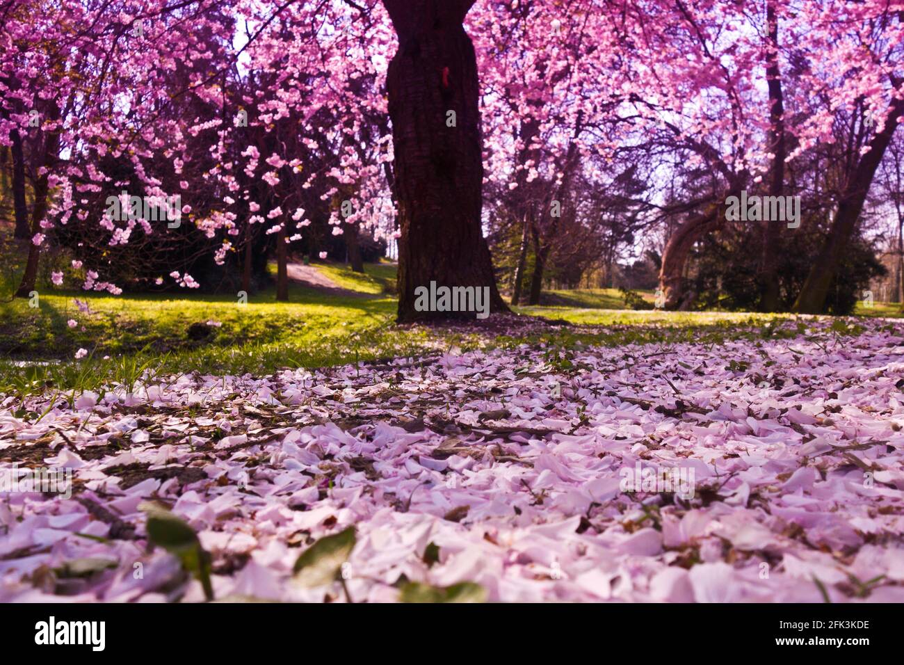 cherry tree blossoming Stock Photo