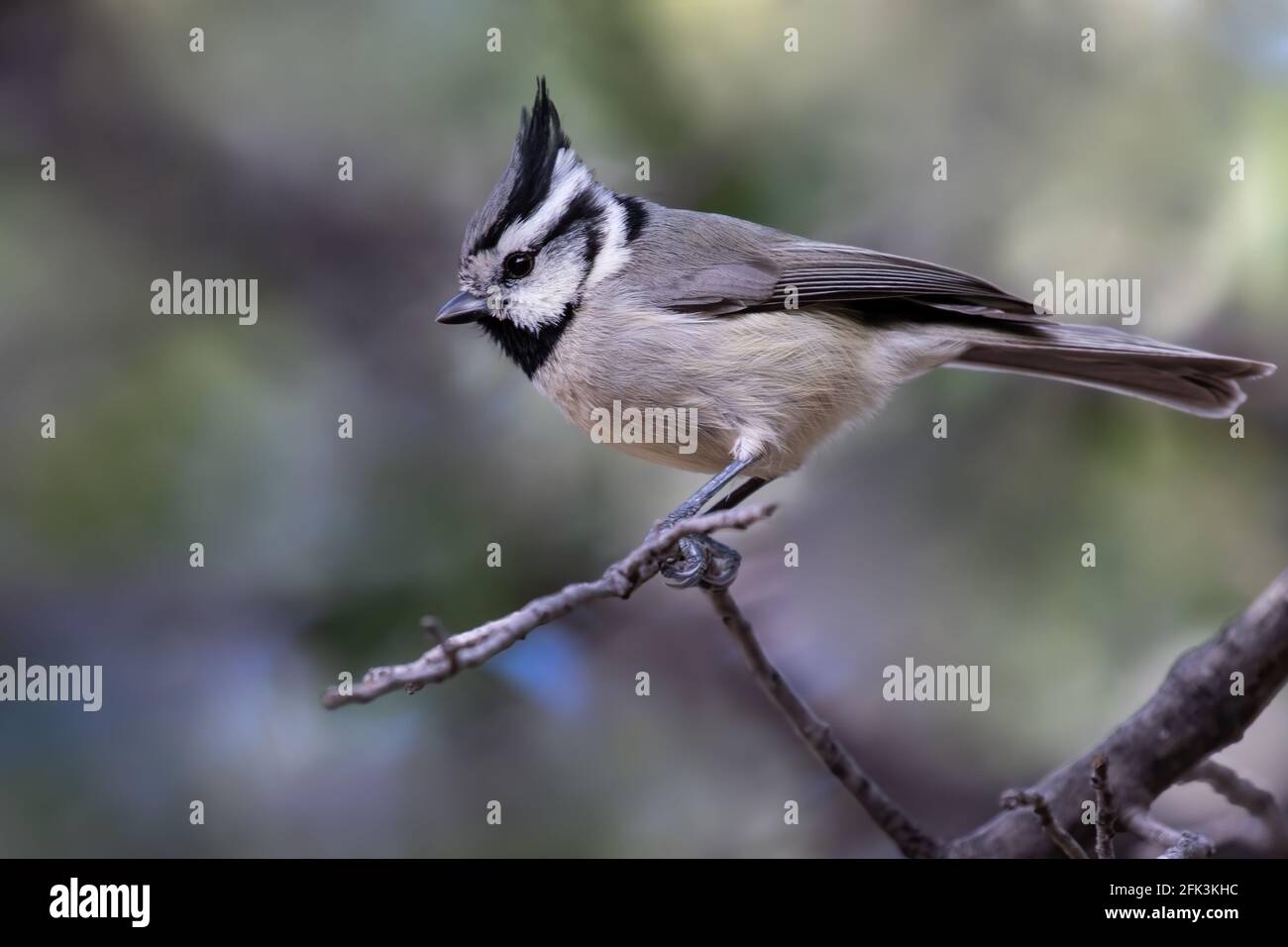 Bridled Titmouse (Baeolophus wollweberi) perched on a branch Stock Photo