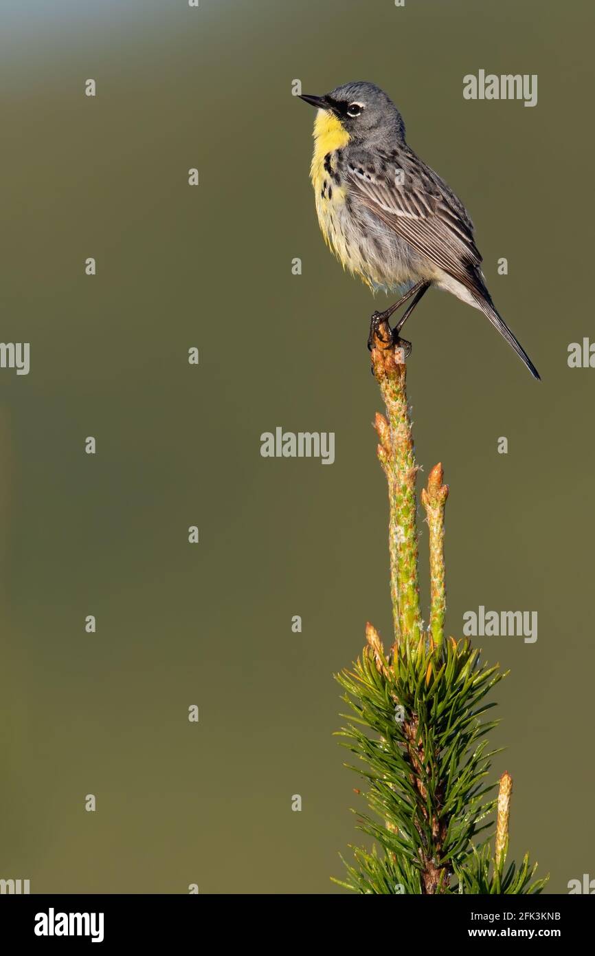 Kirtland's Warbler (Setophaga kirtlandii) adult male perched on a branch Stock Photo