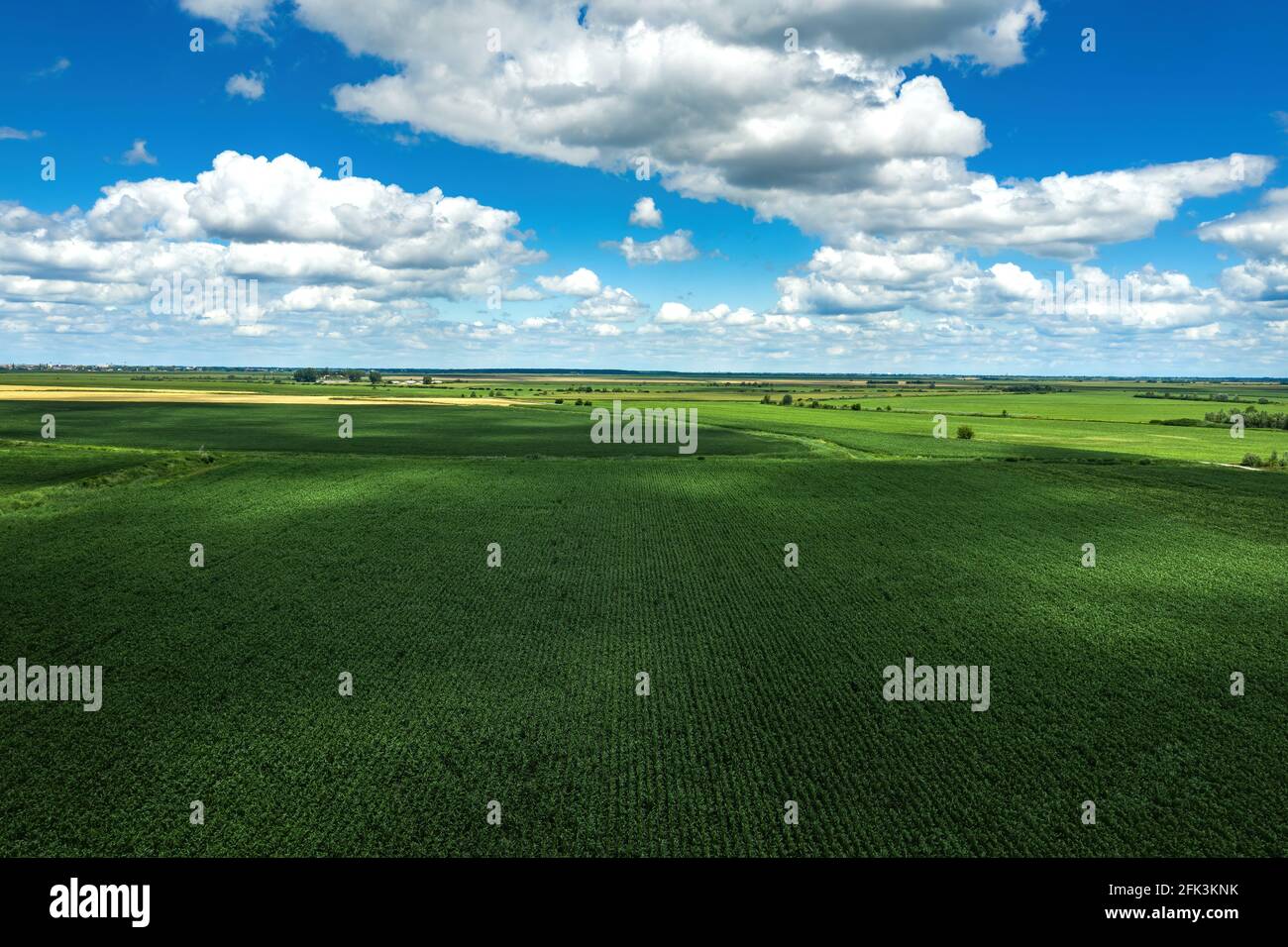 Drone photography, high angle view of green unripe corn crop field in ...