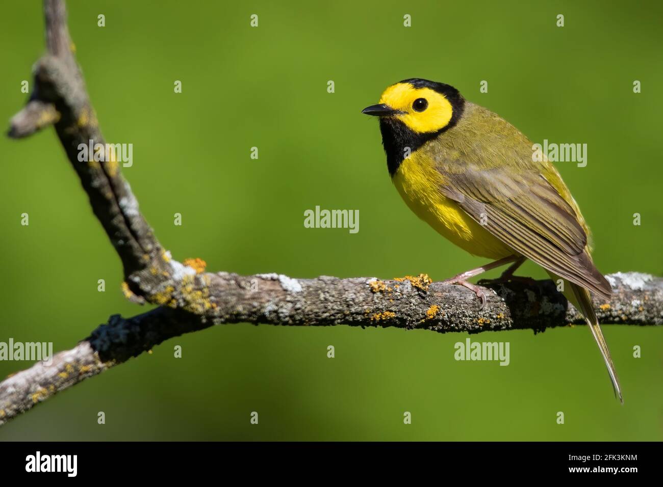Adult male Hooded Warbler (Setophaga citrina) perched on a branch Stock Photo