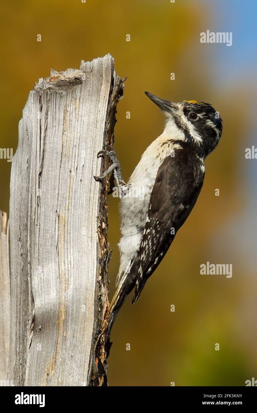 American Three-toed Woodpecker (Picoides dorsalis) perched against a dead tree Stock Photo
