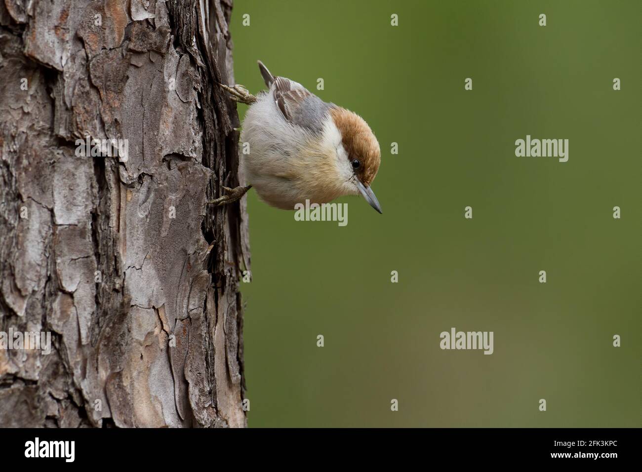 Brown-headed Nuthatch (Sitta pusilla) perched at a tree Stock Photo