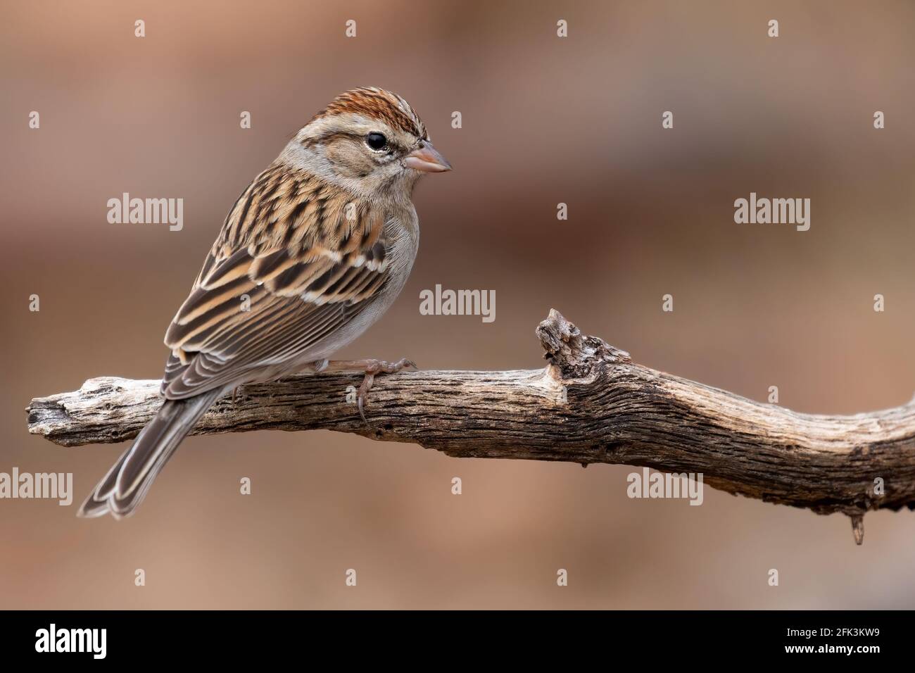 Chipping Sparrow (Spizella passerina) pered on a branch Stock Photo