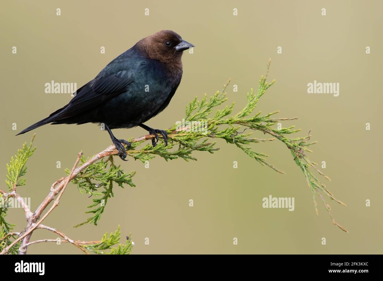 Brown-headed Cowbird (Molothrus ater) perched on a branch Stock Photo