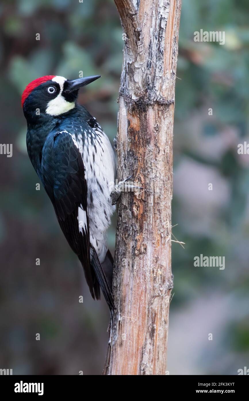 Adult male Acorn Woodpecker (Melanerpes formicivorus) perched at a tree Stock Photo