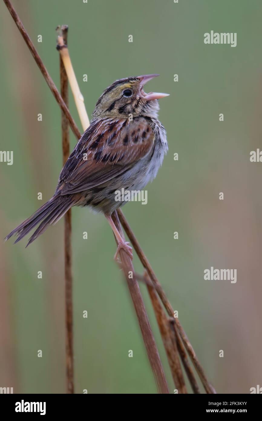 Henslow's Sparrow (Centronyx henslowii) perched on a branch and singing Stock Photo