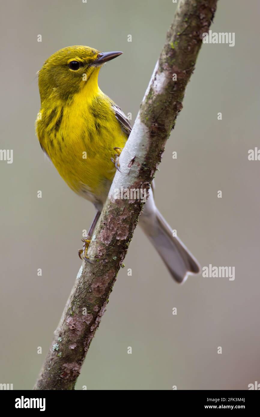 Pine Warbler (Setophaga pinus) adult male perched on a branch Stock Photo