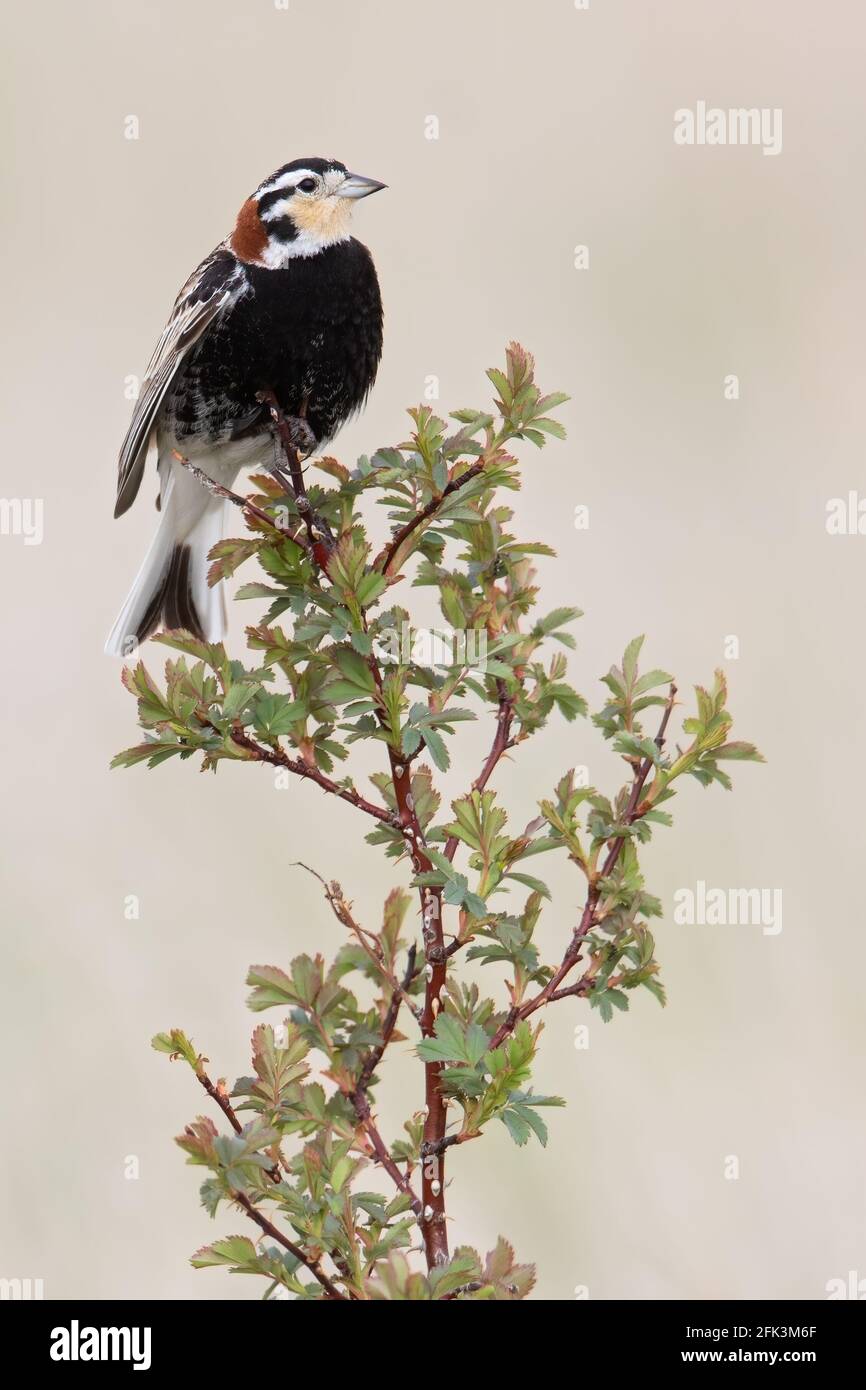 Chestnut-collared Longspur (Calcarius ornatus) adult male perched on top of a bush Stock Photo