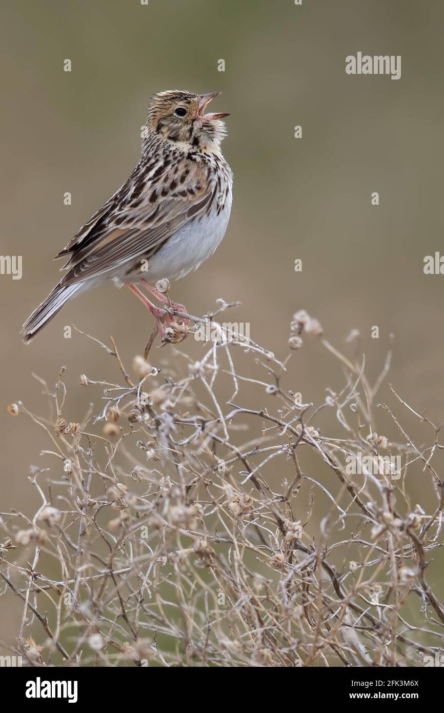 Baird's Sparrow (Ammodramus bairdii) perched in a bush Stock Photo