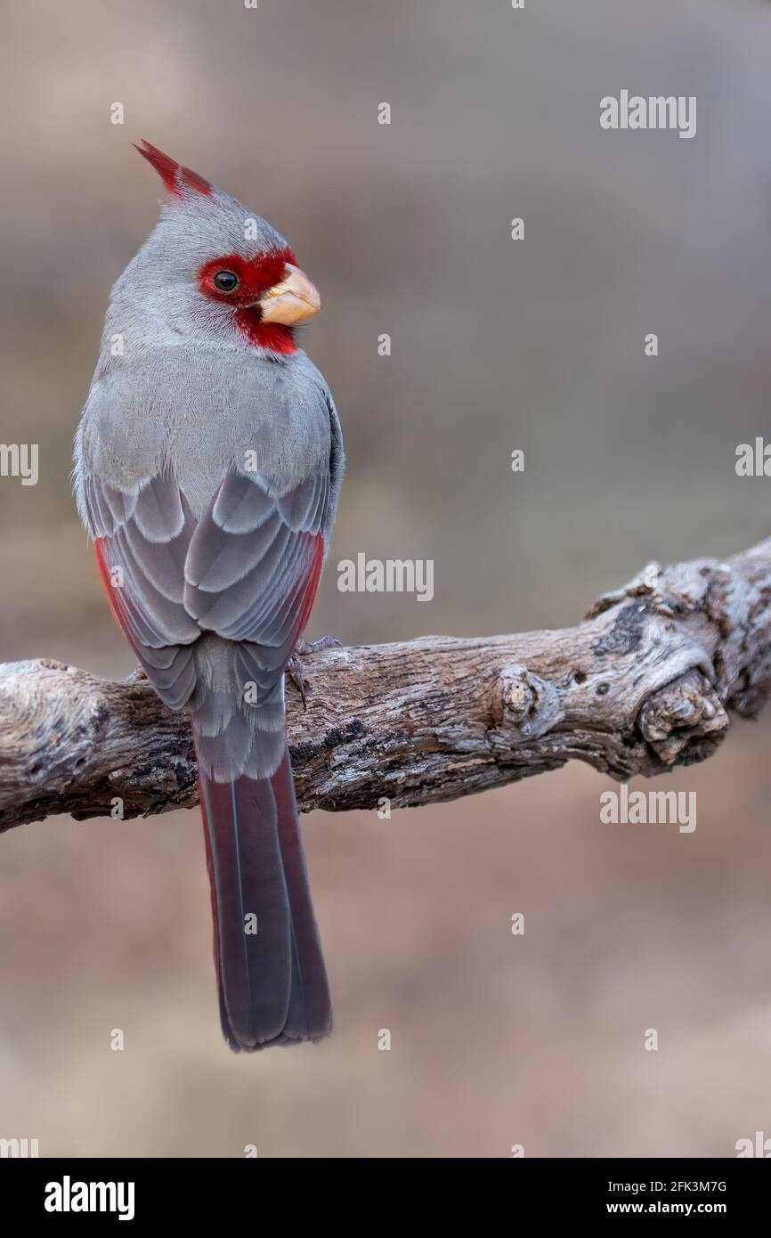 Pyrrhuloxia or desert cardinal (Cardinalis sinuatus) adult male perched on a branch Stock Photo
