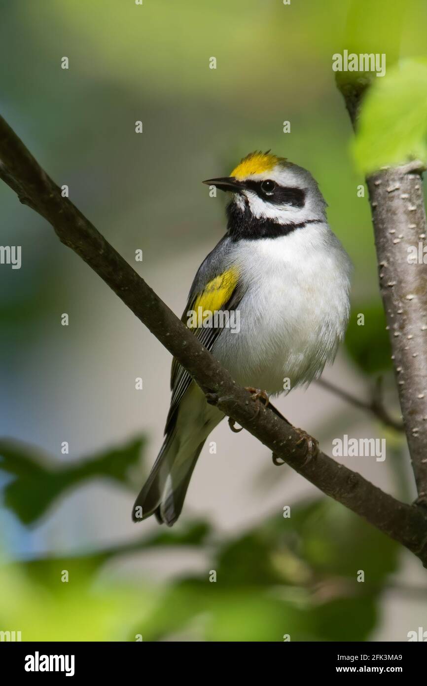 Adult male Golden-winged Warbler (Vermivora chrysoptera) singing Stock Photo