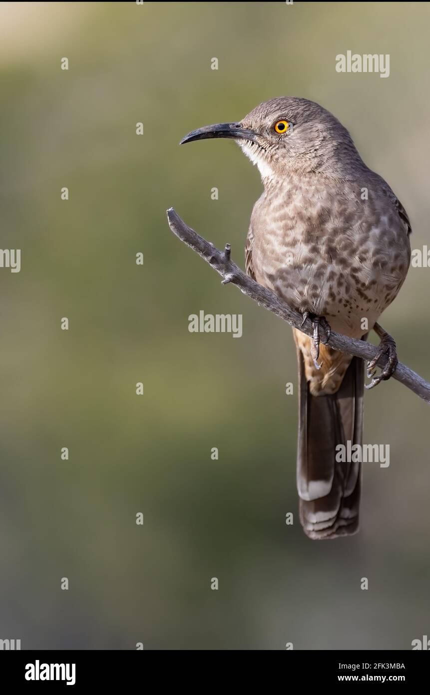 Curve-billed Thrasher (Toxostoma curvirostre) perched on a branch Stock Photo