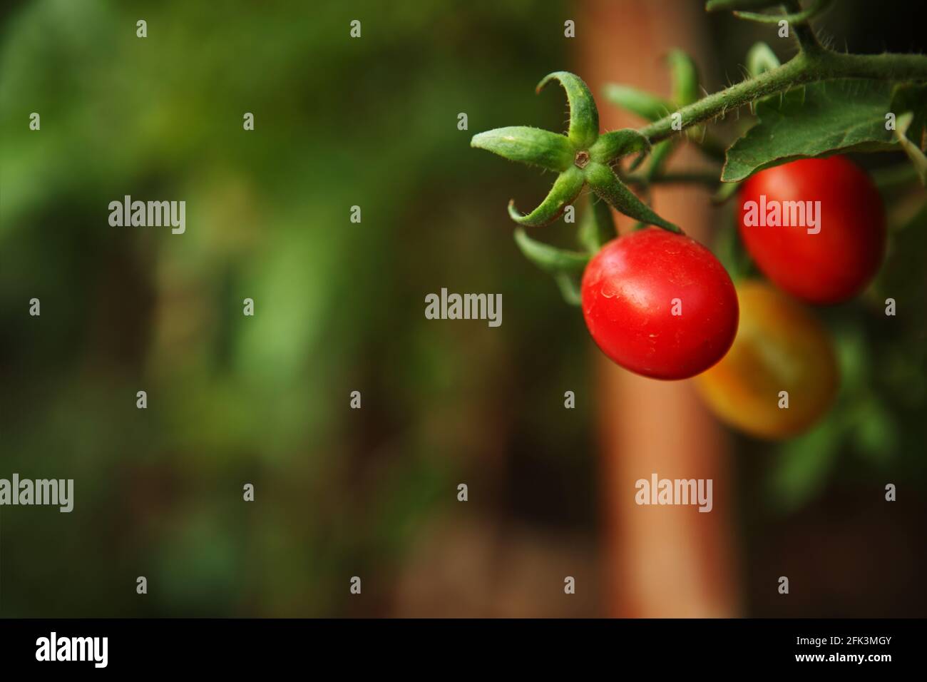 Organic Cherry tomatoes are grown in Rooftop Kitchen Garden in planting