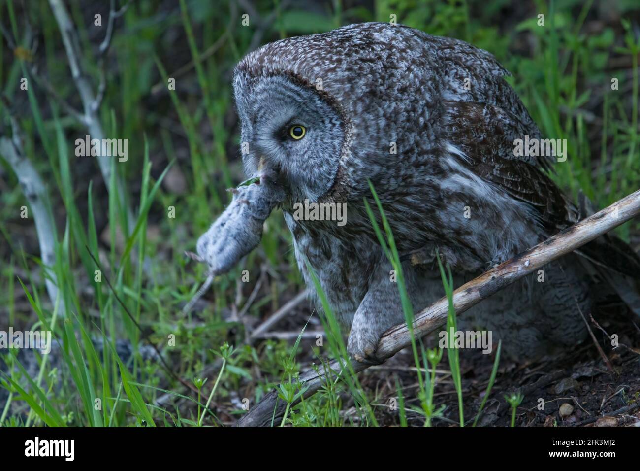Great Gray Owl (Strix nebulosa) perched in the forest with prey Stock Photo