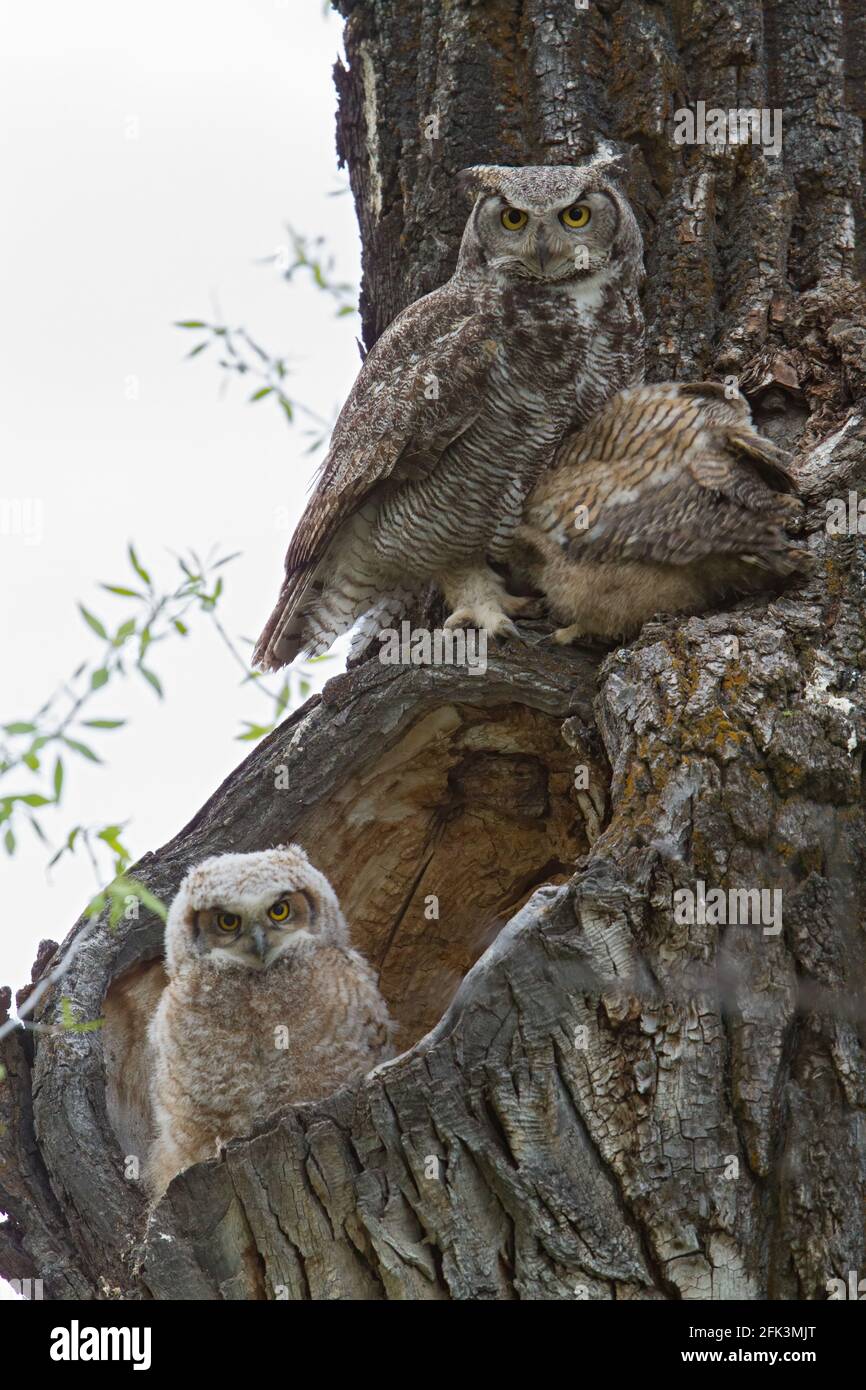 Great Horned Owl (Bubo virginianus) adult with chicks Stock Photo