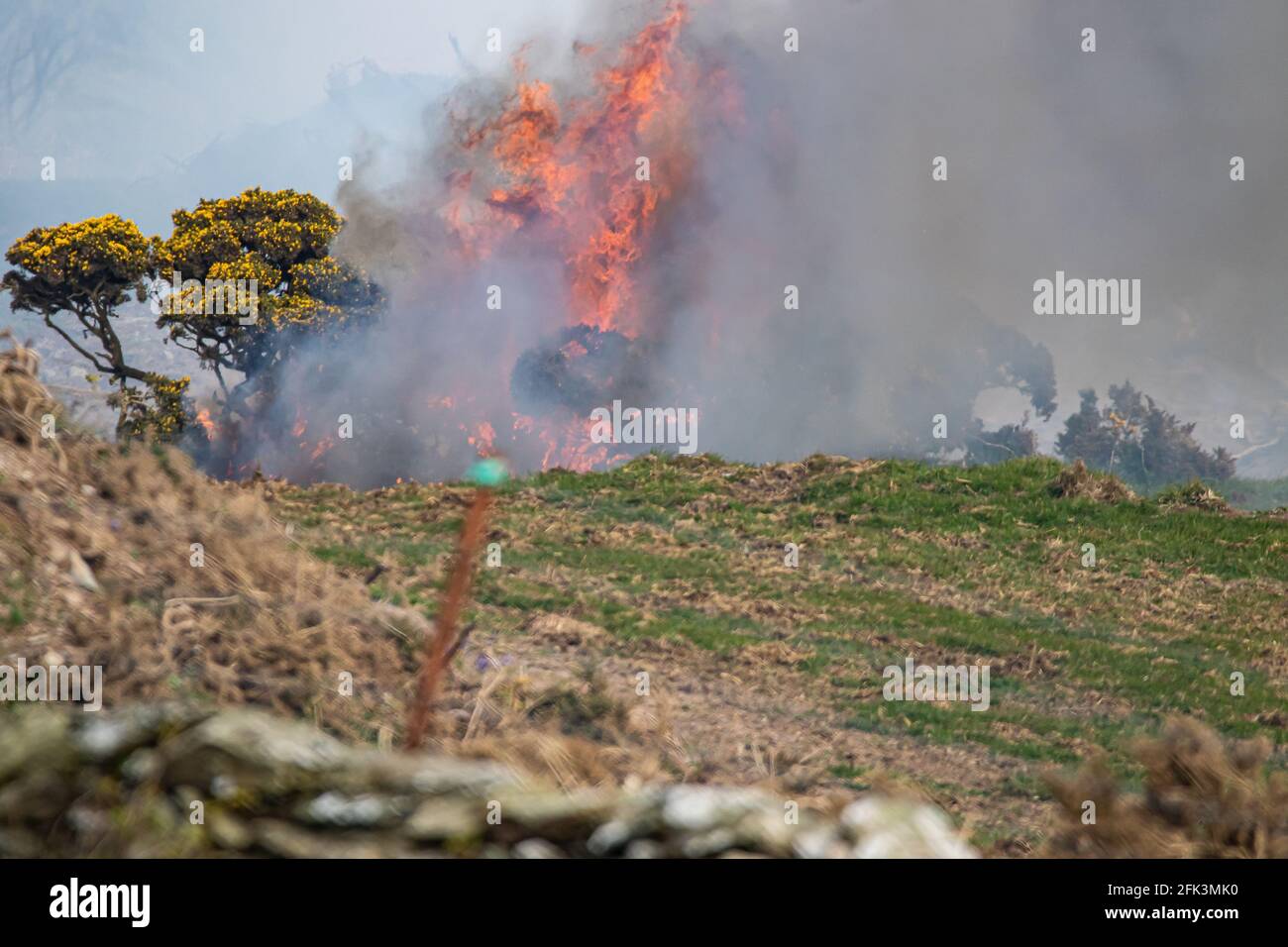 Gorse burning North Wales. Stock Photo