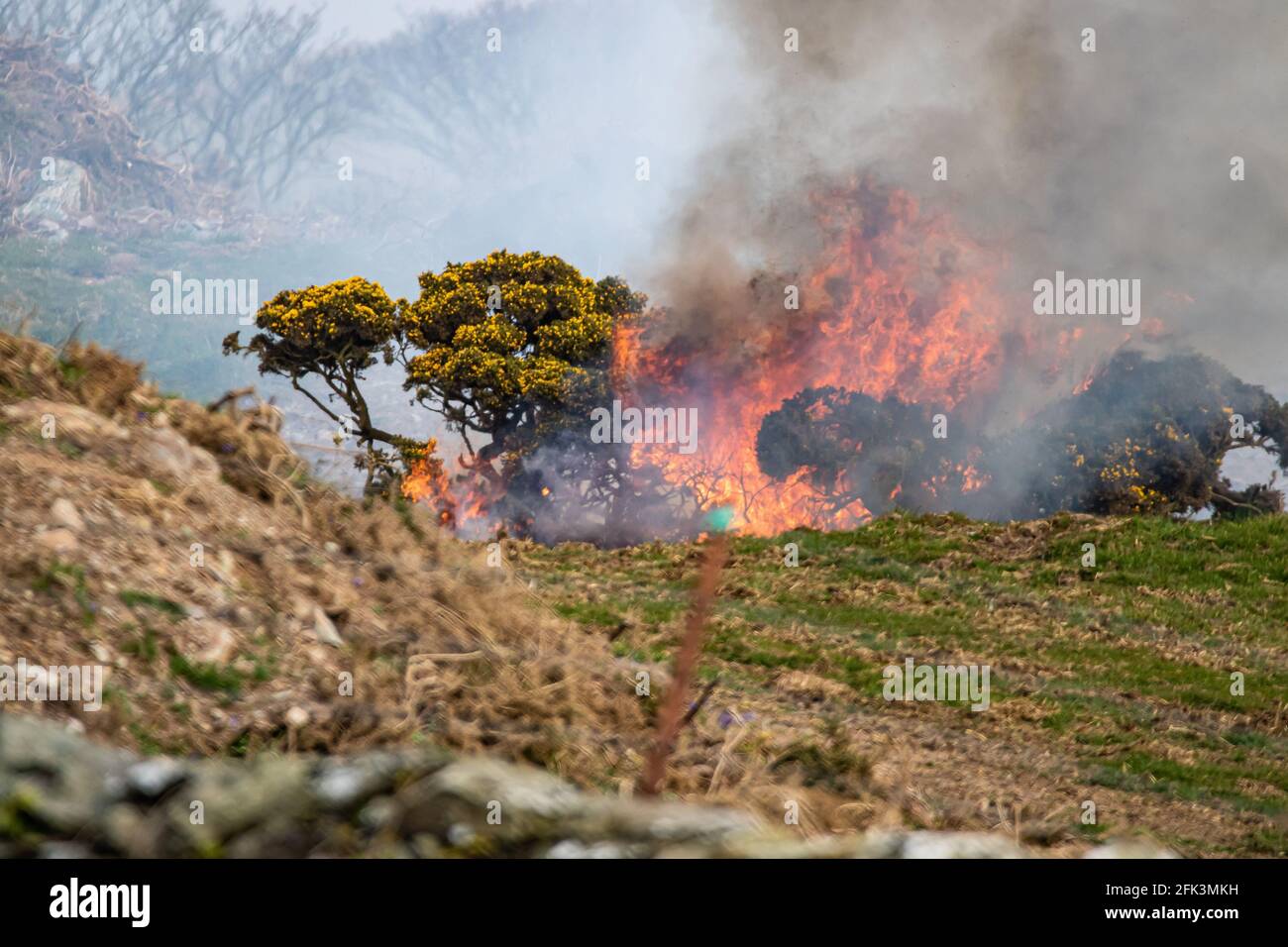 Gorse burning North Wales. Stock Photo