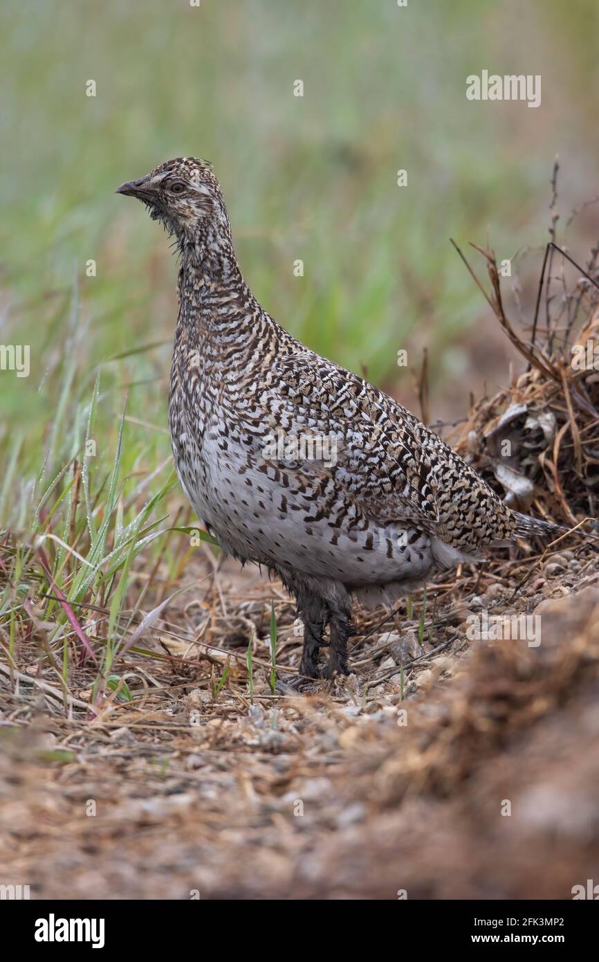 Sharp-tailed Grouse (Tympanuchus phasianellus) female perched in the gras Stock Photo