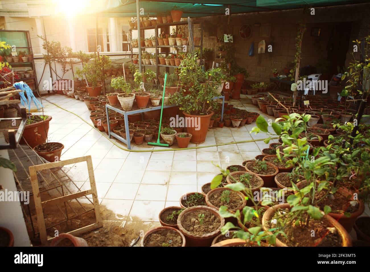 Herbs and vegetable growing organically in planting pots on balcony of