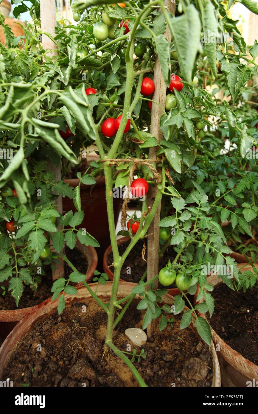 Organic Cherry tomatoes are grown in Rooftop Kitchen Garden in planting