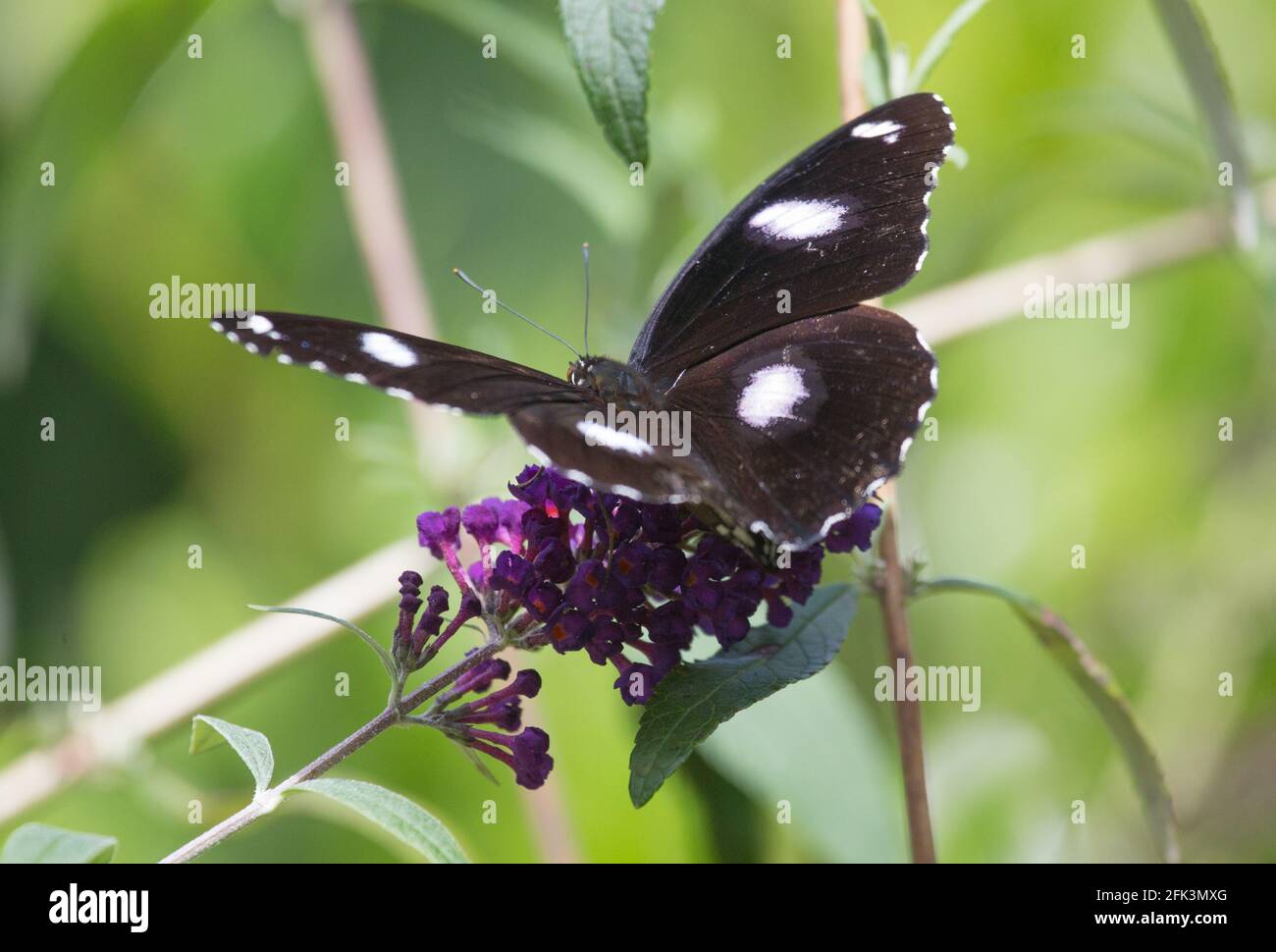 Buddleia sp hi-res stock photography and images - Alamy