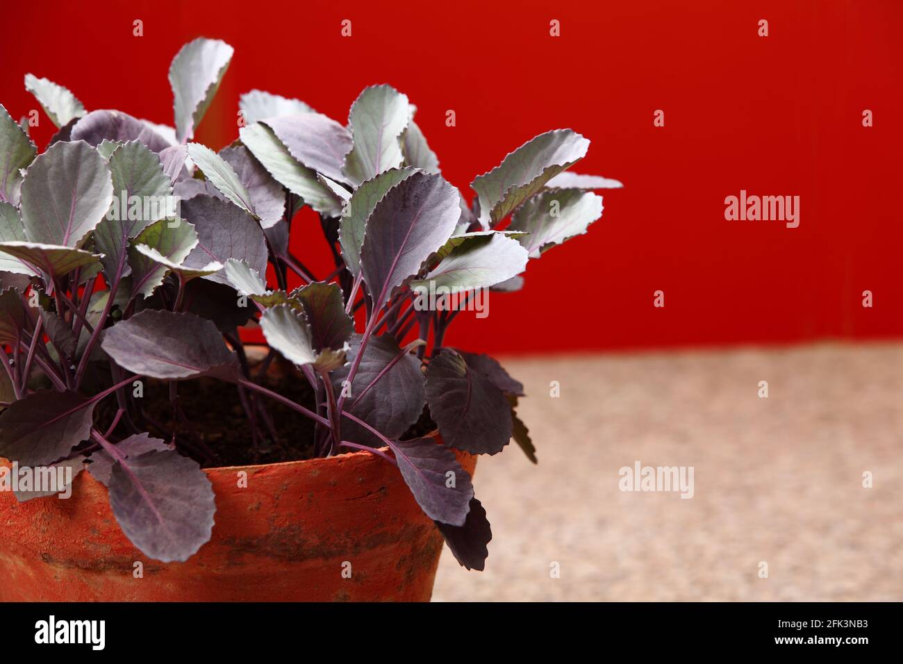 Seedlings of Red cabbage (Brassica oleracea var. capitata f. rubra) is a sort of cabbage, also known as purple cabbage, red kraut, or blue kraut in ki Stock Photo
