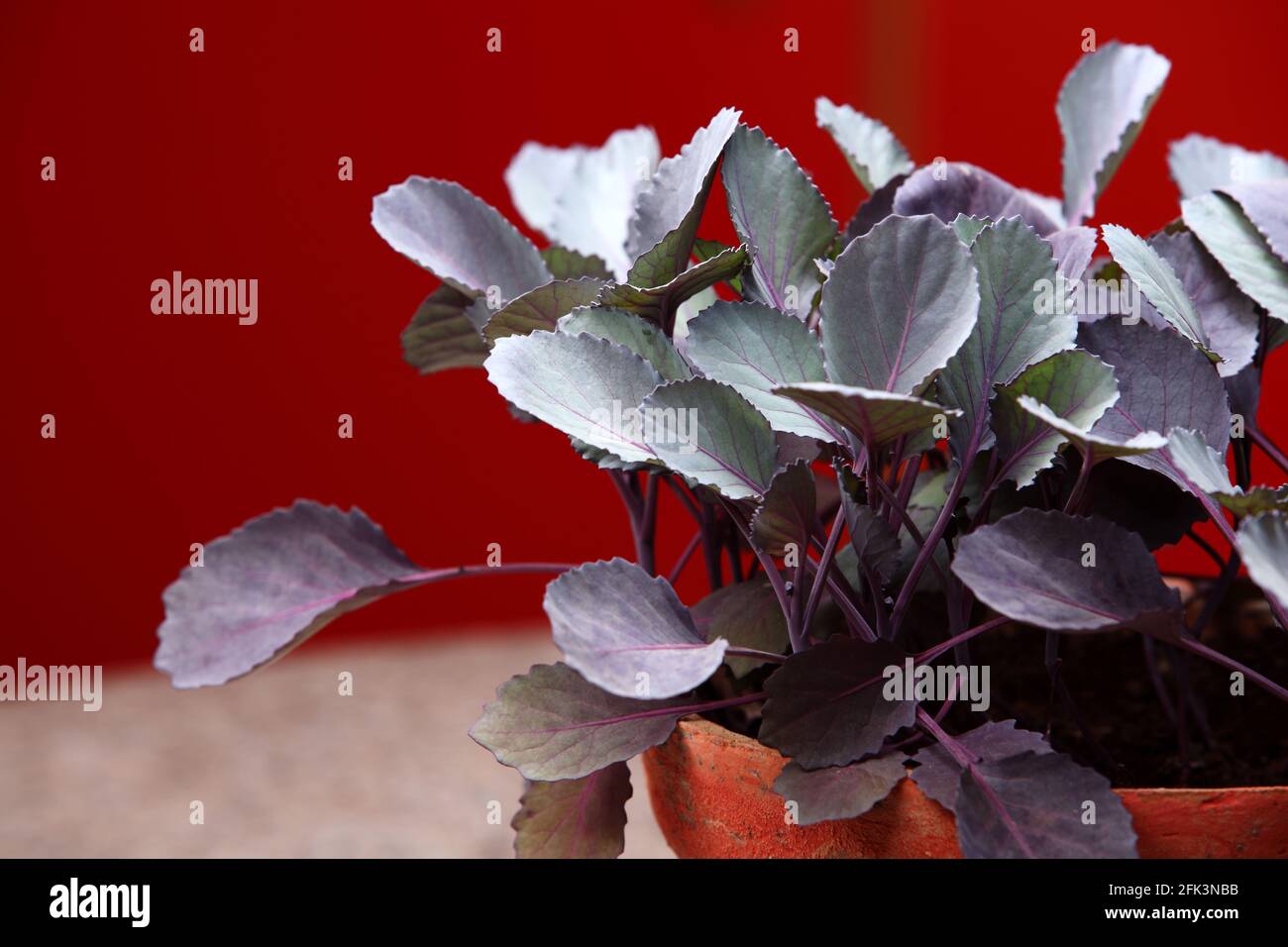 Seedlings of Red cabbage (Brassica oleracea var. capitata f. rubra) is a sort of cabbage, also known as purple cabbage, red kraut, or blue kraut in ki Stock Photo