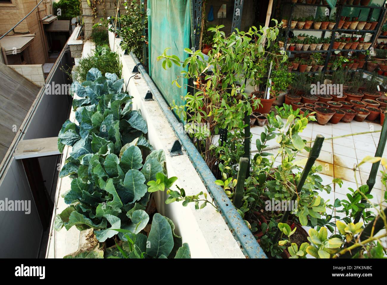 Broccoli, Herbs and vegetable growing organically in planting pots in