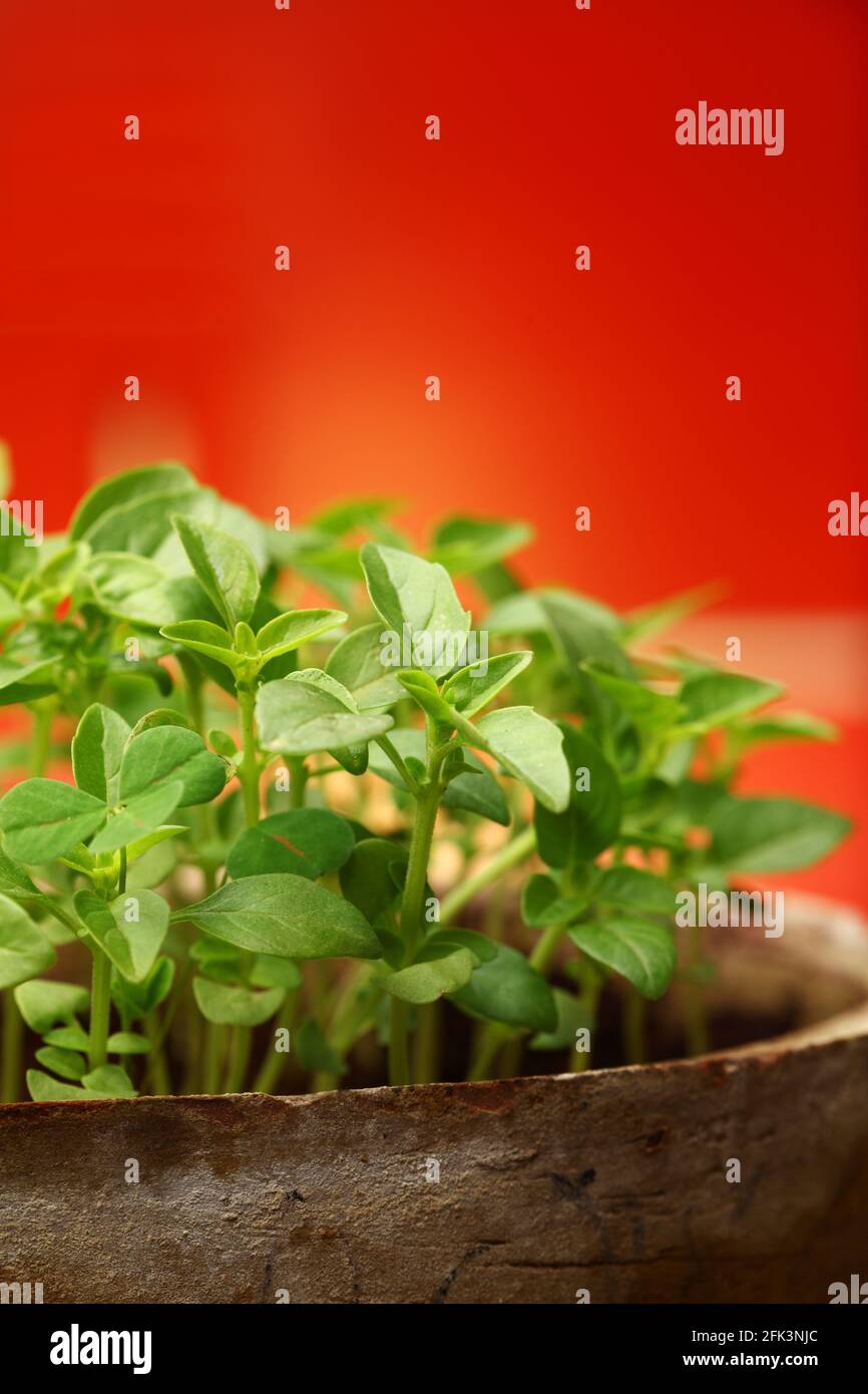 Rosemary garden domestic hires stock photography and images Alamy