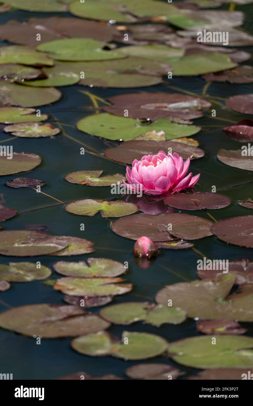 Kana flower hires stock photography and images Alamy