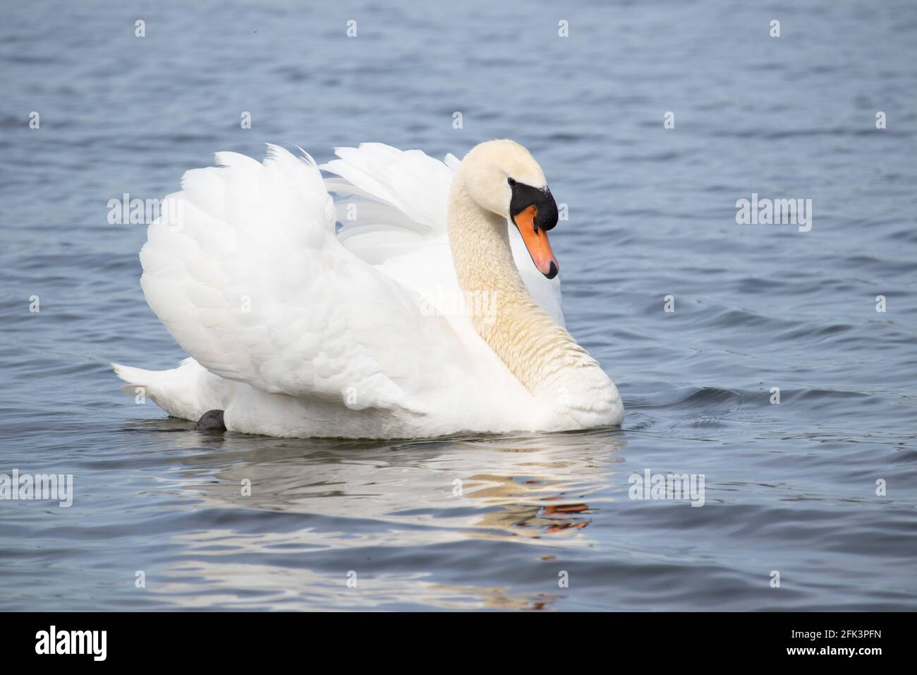 A swan swimming on Rutland Water, Leicestershire, England. Stock Photo
