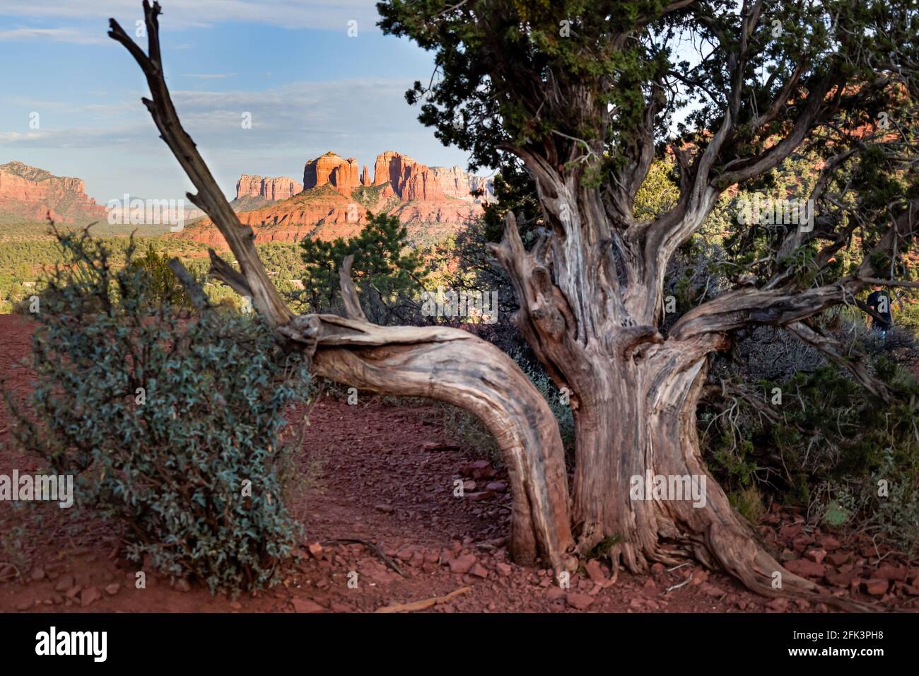Manzanita Tree High Resolution Stock Photography And Images Alamy