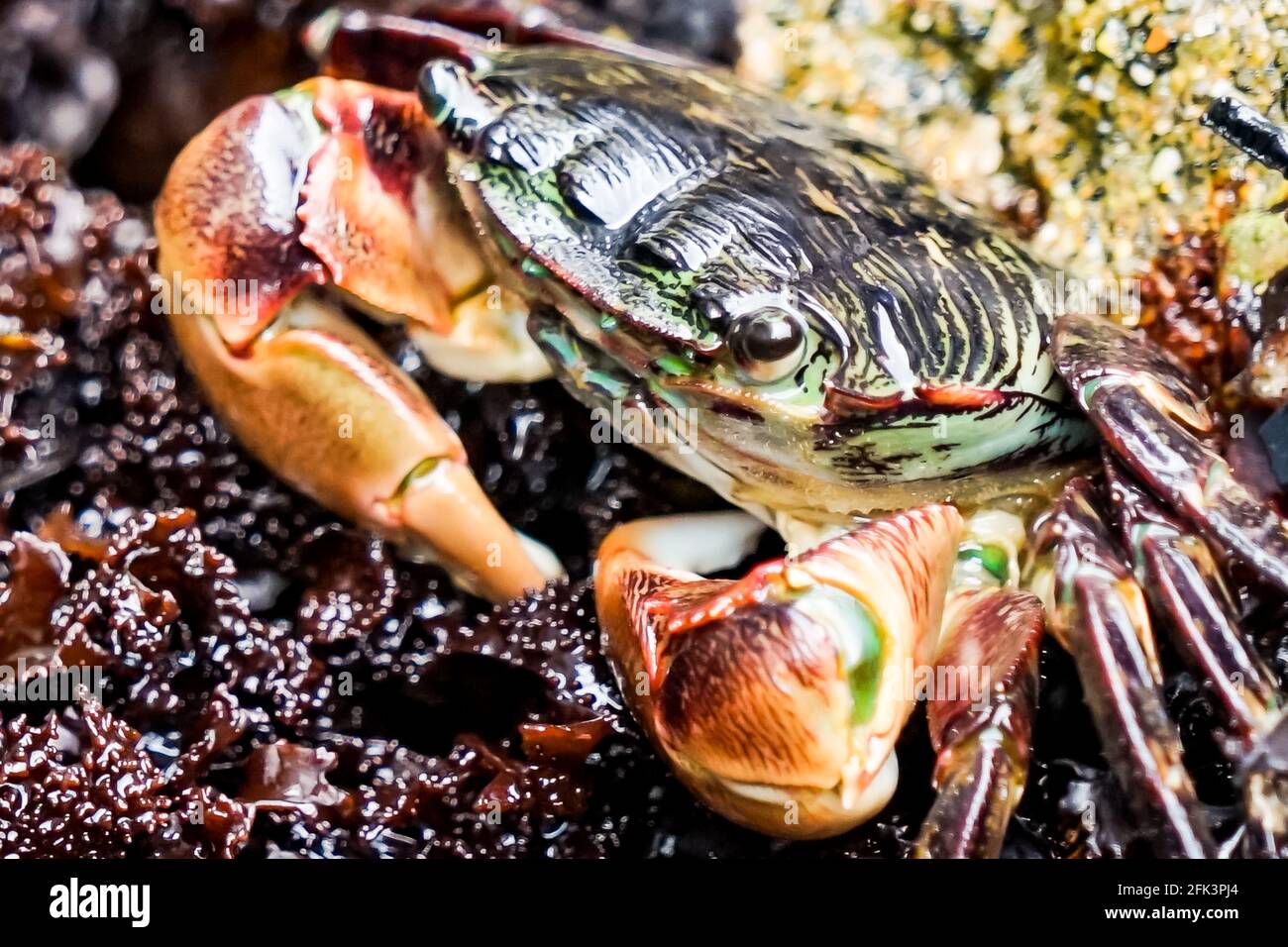 Close-up of a striped shore crab Stock Photo