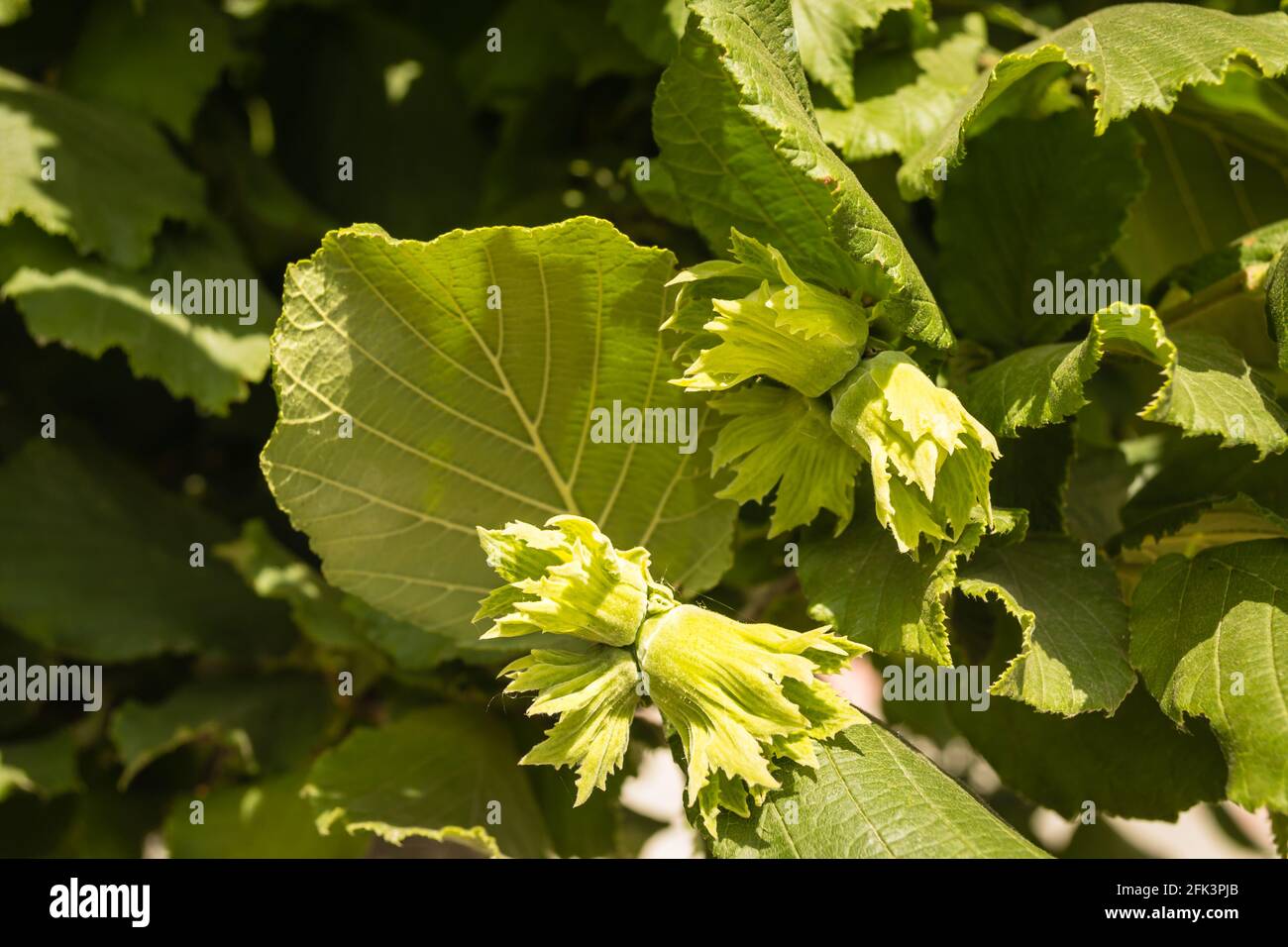 Mature fruits of hazelnut. Hazelnut tree canopy, with young fruit Stock