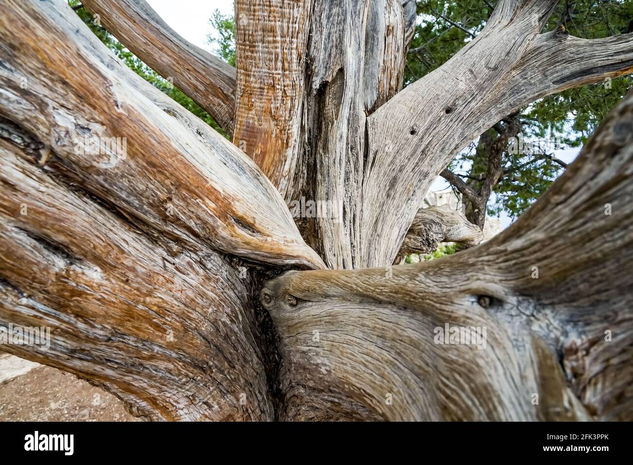 Huge branch fork in a gnarled old pine tree seen in a close-up Stock Photo