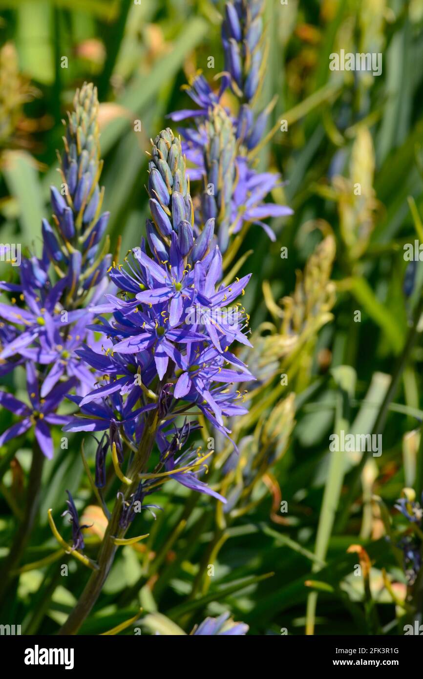Camassia leichtlinii subsp suksdorfii Caerulea Group racemes of star shaped violet blue flowers Camass Caerulea group Stock Photo