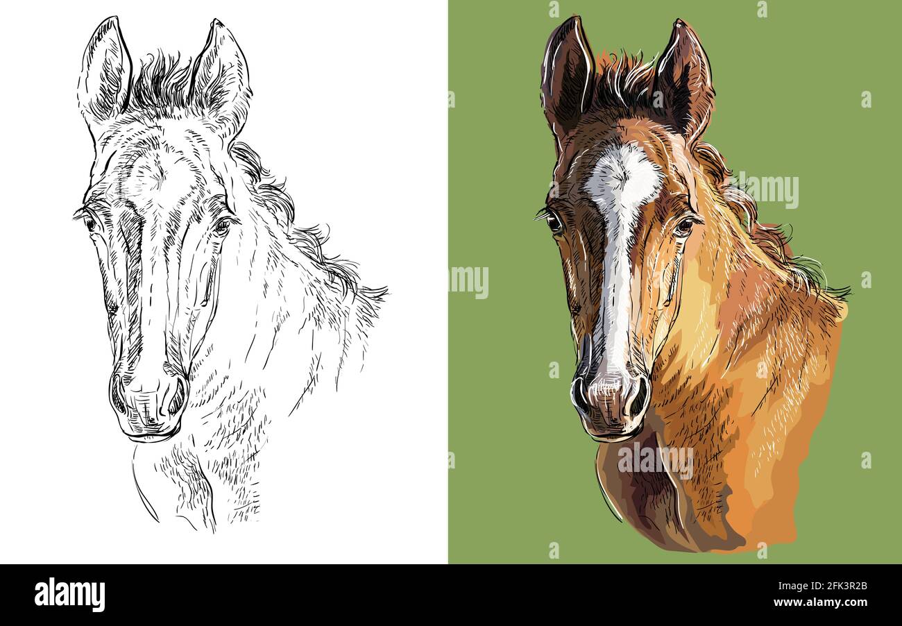 Realistic head of young bay foal. Vector black and white and colorful isolated illustration of horse. For decoration, coloring book, design, prints, p Stock Vector