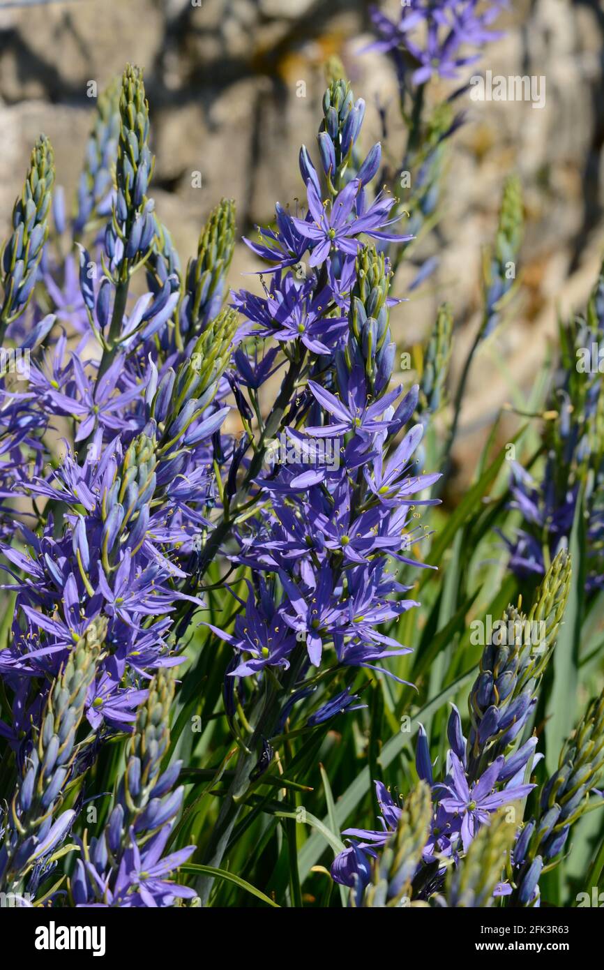 Camassia leichtlinii subsp suksdorfii Caerulea Group racemes of star shaped violet blue flowers Camass Caerulea group Stock Photo