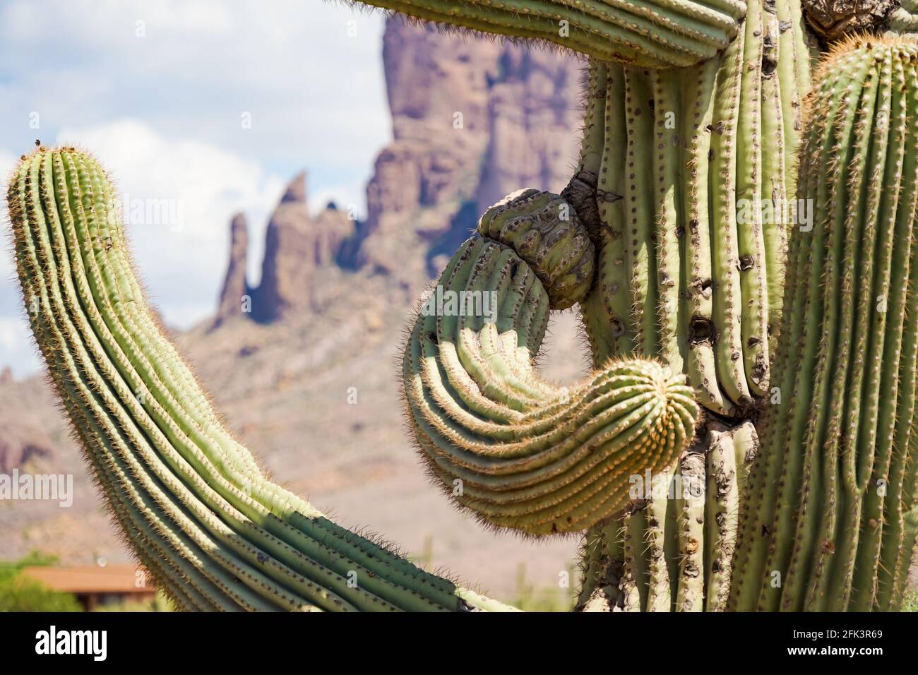 Old growth saguaro cactus arms before the background of a desert mountain Stock Photo