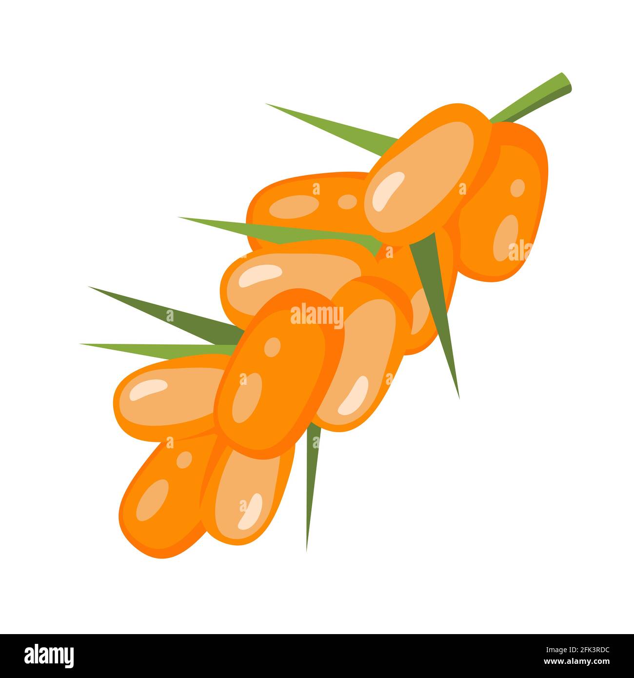 Branch of sea buckthorn orange berries with small green leaves isolated on white background vector illustration Stock Vector