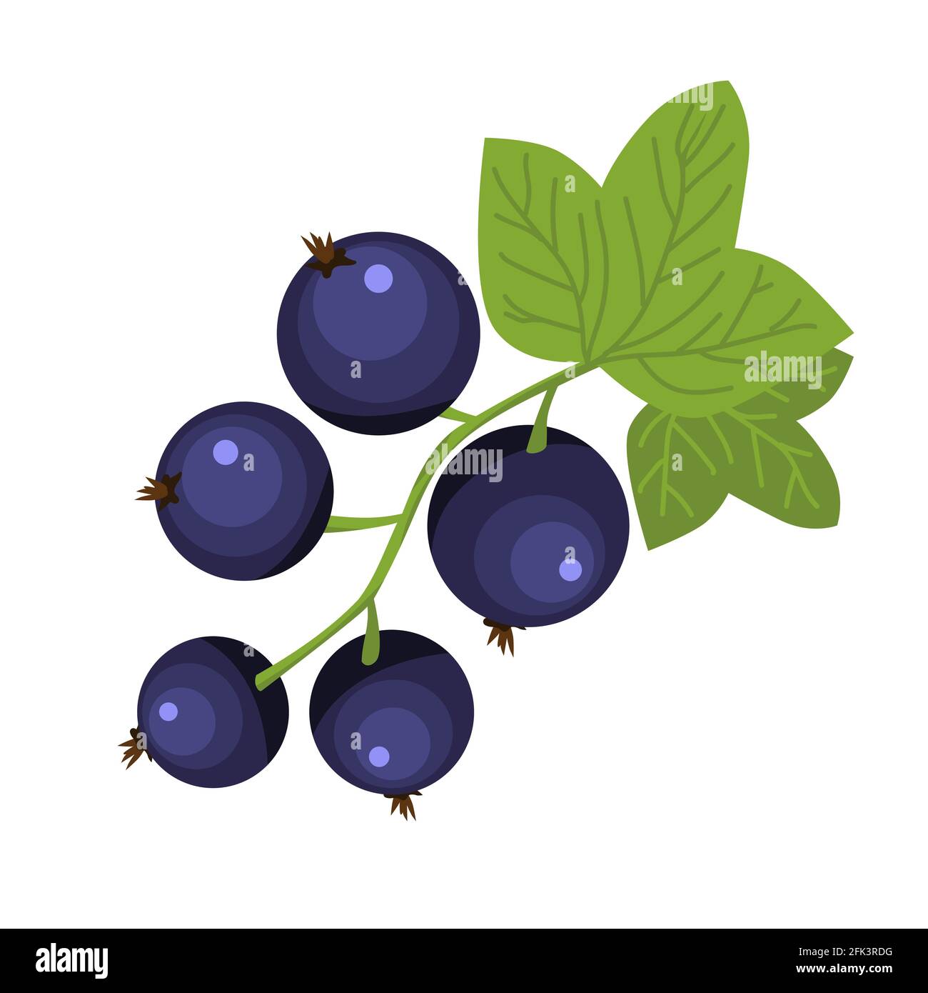 Black currant berry brunch hand drawn icon green leaves dark blue berries vector illustration of rich vitamin food Stock Vector