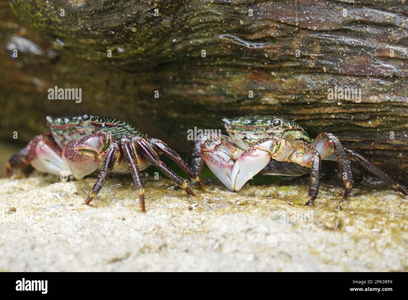A couple of lined shore crabs sitting under an overhang on the tide line waiting for prey to be swept along Stock Photo