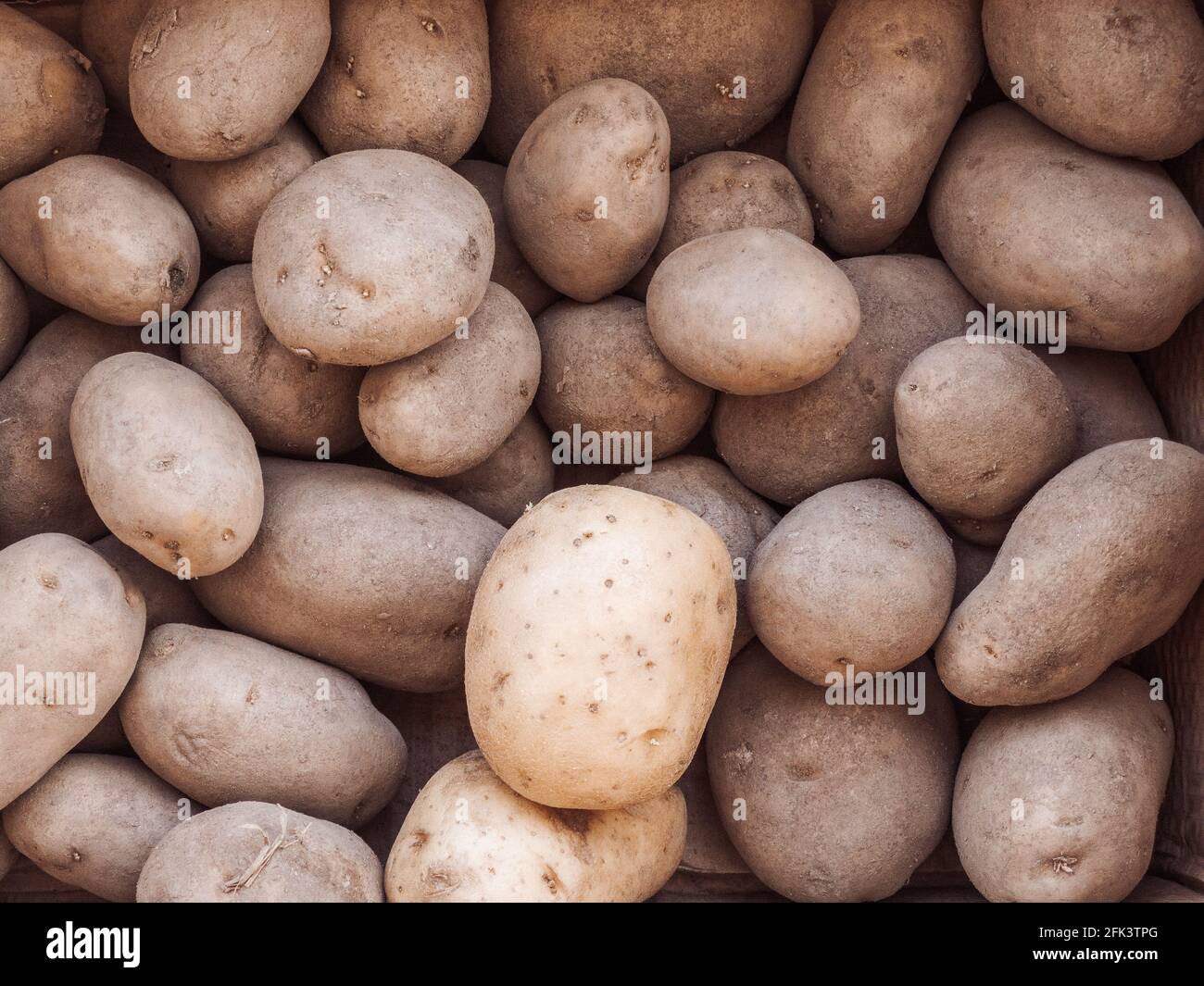 Monalisa Potatoes with one Kennebec on the top and copy space Stock Photo