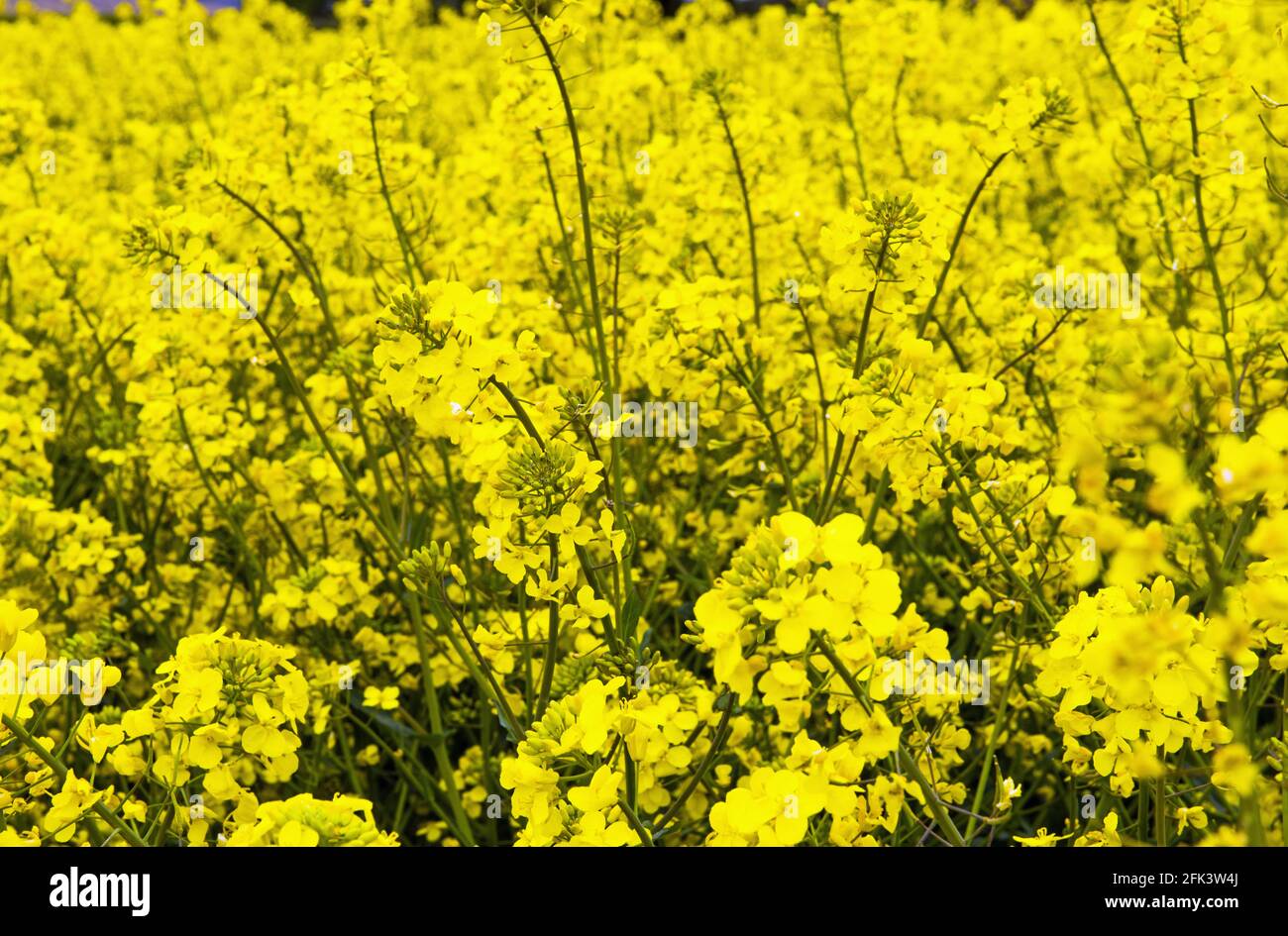 Rape Seed Yellow dlowers  - part of one of several very large fields in the Vale of Glamorgan. Stock Photo